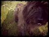 Cairn terrier Tyson (passerhund)