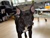 Blanding af racer Al Capone Junior (Capone)