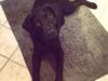 Labrador retriever Mynthe