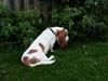 Basset hound Baloo
