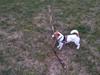Jack russell terrier Thor