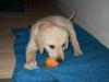 Labrador retriever Coda