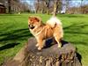 Chow chow Shi-Yang's Mei Lin