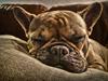 Fransk bulldog Diva