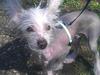 Chinese crested hårløs Felix