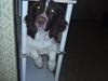 Engelsk springer spaniel Abilds Albert (Asger)