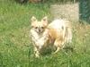 Chihuahua Tilde