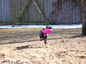 Staffordshire bull terrier Gucci