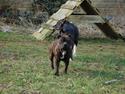 Staffordshire bull terrier Carbo