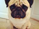 Mops Ludvig