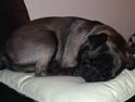 Mops Micky