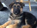 Schæferhund bella