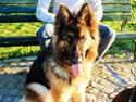 Schæferhund Ivanhoes Ameenah