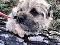 Border terrier lillepige (Didi)