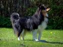 Shetland sheepdog Elverlamshusets Haley Mini