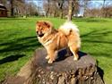 Chow chow Shi-Yang's Mei Lin