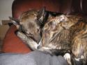 Galgo español Mogly