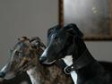 Galgo español Tormenta