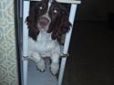 Engelsk springer spaniel Abilds Albert (Asger)