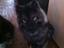 Eurasier DaQeLa's Kas Kas... (Kassi....død 23/3-2020)