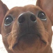 Dvaergpinscher Olly