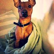 Dvaergpinscher Olly