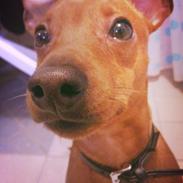Dvaergpinscher Olly