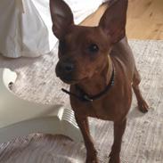 Dvaergpinscher Olly