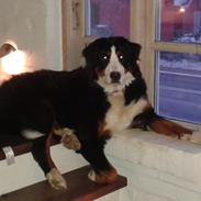 Berner sennenhund Coco