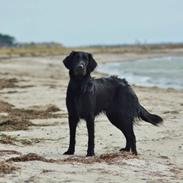 Flat coated retriever Bailey