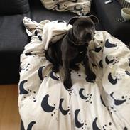 Staffordshire bull terrier Hvalpely's magnificient blue darcy (ICE)