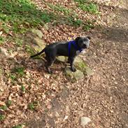 Staffordshire bull terrier Hvalpely's magnificient blue darcy (ICE)