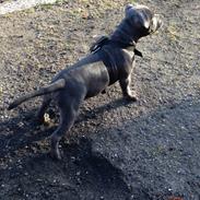 Staffordshire bull terrier Hvalpely's magnificient blue darcy (ICE)