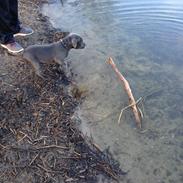 Staffordshire bull terrier Hvalpely's magnificient blue darcy (ICE)