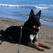 Schæferhund Cartagena Qubik