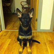 Schæferhund Cartagena Qubik