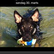 Schæferhund Cartagena Qubik