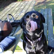 Labrador retriever Labita