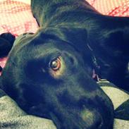 Labrador retriever Labita