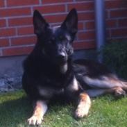 Schæferhund Cartagena Qubik