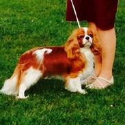 Cavalier king charles spaniel Murnley´s Bijou Avenue - Bijou