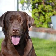 Labrador retriever Chika