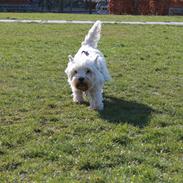 West highland white terrier Joy