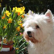 West highland white terrier Joy