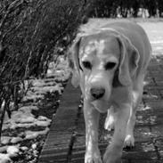 Beagle Winters Snow Barry