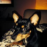 Dvaergpinscher Chili
