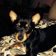 Dvaergpinscher Chili