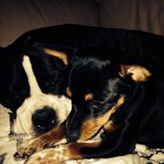 Dvaergpinscher Chili