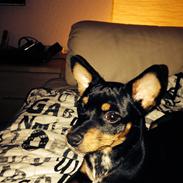 Dvaergpinscher Chili