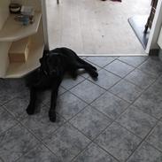 Blanding af racer Ronaldo